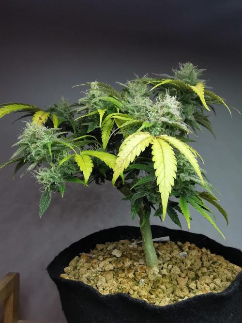 Fractal auto / FC-E4800 / 90x60x140. Week 8