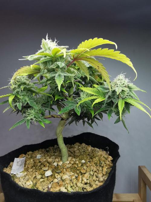 Fractal auto / FC-E4800 / 90x60x140. Week 8