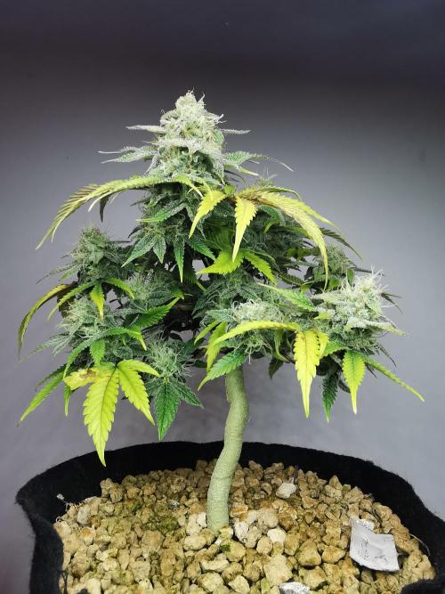Fractal auto / FC-E4800 / 90x60x140. Week 8