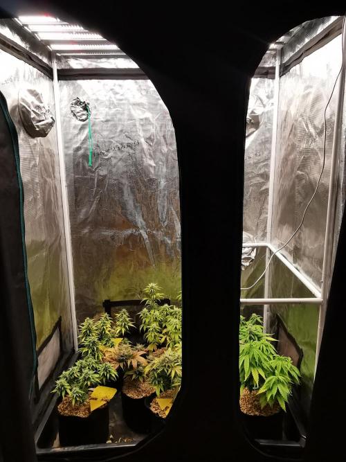 Fractal auto / FC-E4800 / 90x60x140. Week 8