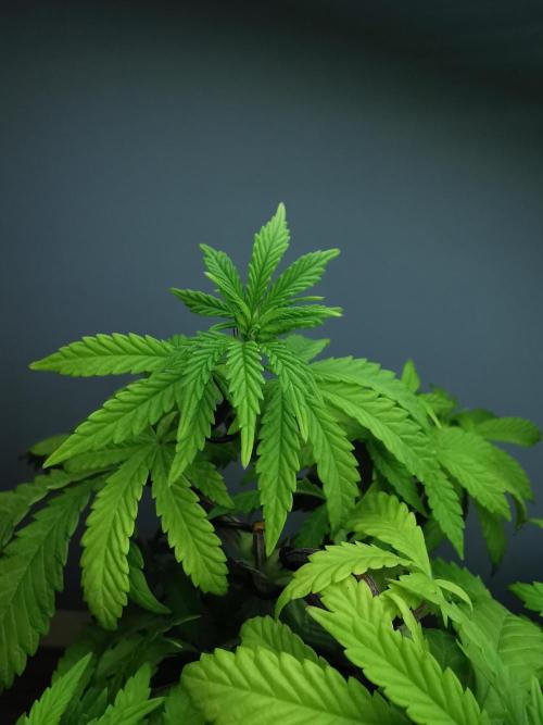 Tropical Spritzer 1 /FC-E4800 /90x60x140. Week 6
