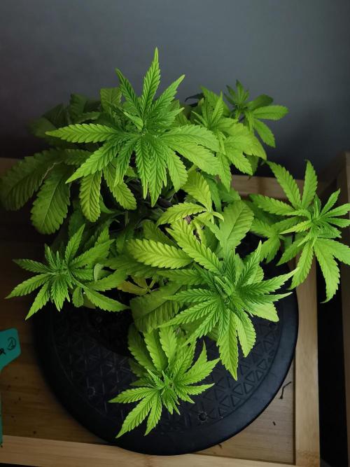Tropical Spritzer 1 /FC-E4800 /90x60x140. Week 6