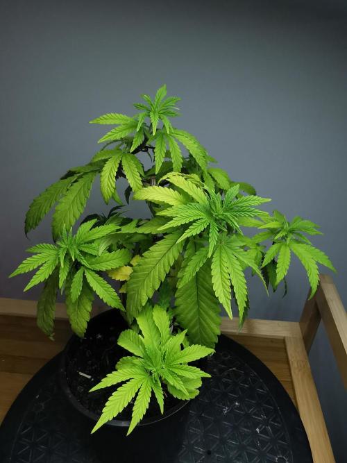 Tropical Spritzer 1 /FC-E4800 /90x60x140. Week 6
