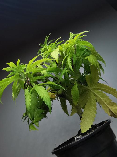 Tropical Spritzer 1 /FC-E4800 /90x60x140. Week 6