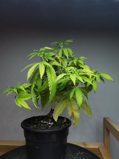 Tropical Spritzer 1 /FC-E4800 /90x60x140. Week 6