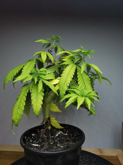 Tropical Spritzer 1 /FC-E4800 /90x60x140. Week 6
