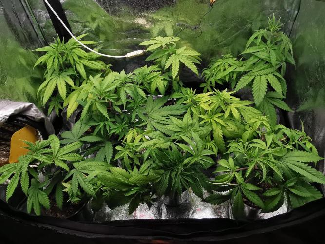 Tropical Spritzer 1 /FC-E4800 /90x60x140. Week 6