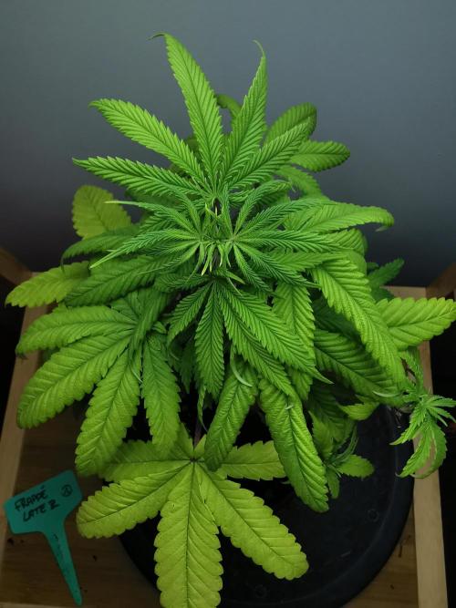 Frappe Late Z  1 / FC-E4800 / 90x60x140. Week 6