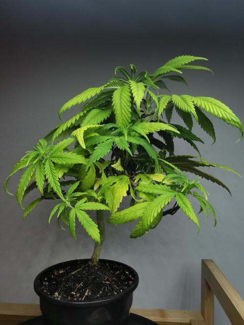 Frappe Late Z  1 / FC-E4800 / 90x60x140. Week 6