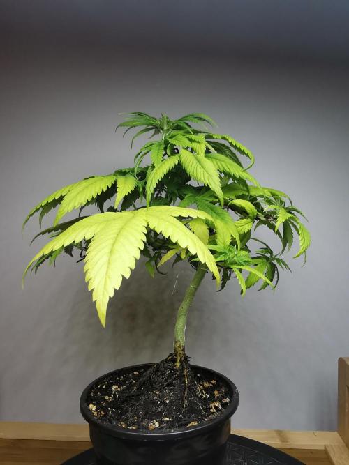 Frappe Late Z  1 / FC-E4800 / 90x60x140. Week 6