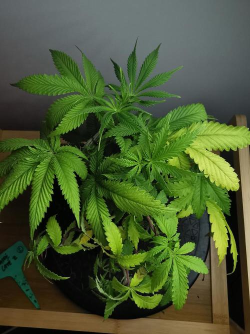 Frappe Late Z  2 / FC-E4800 / 90x60x140. Week 6