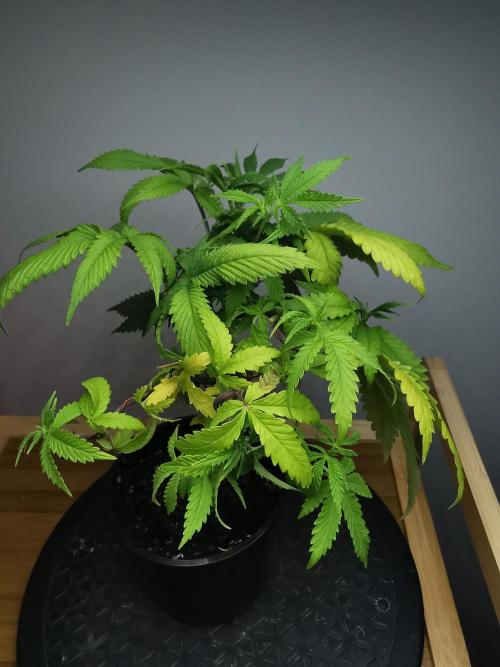 Frappe Late Z  2 / FC-E4800 / 90x60x140. Week 6