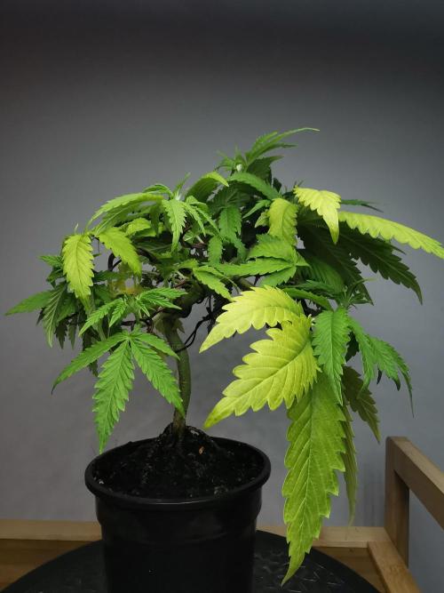 Frappe Late Z  2 / FC-E4800 / 90x60x140. Week 6