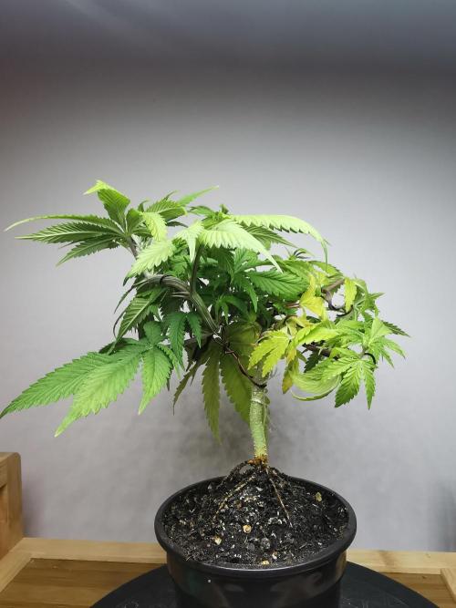 Frappe Late Z  2 / FC-E4800 / 90x60x140. Week 6