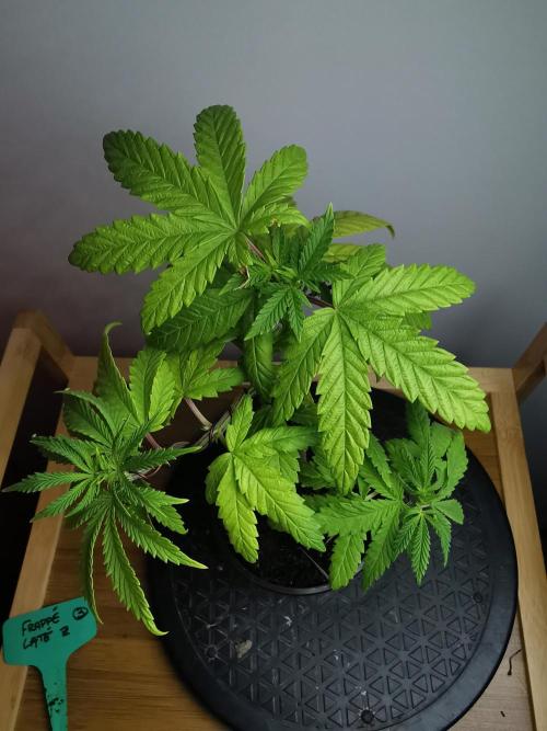 Frappe Late Z  3 / FC-E4800 /90x60x140. Week 6