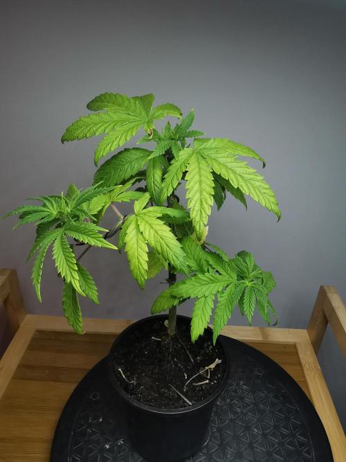 Frappe Late Z  3 / FC-E4800 /90x60x140. Week 6