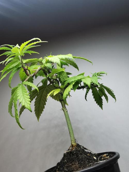 Frappe Late Z  3 / FC-E4800 /90x60x140. Week 6