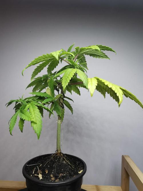Frappe Late Z  3 / FC-E4800 /90x60x140. Week 6