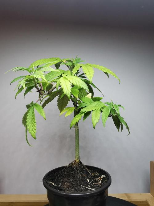 Frappe Late Z  3 / FC-E4800 /90x60x140. Week 6