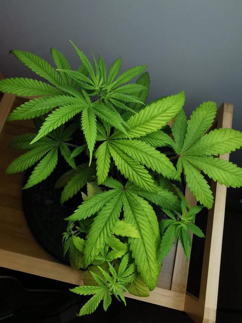 Frappe Late Z  4 / FC-E4800 / 90x60x140. Week 6