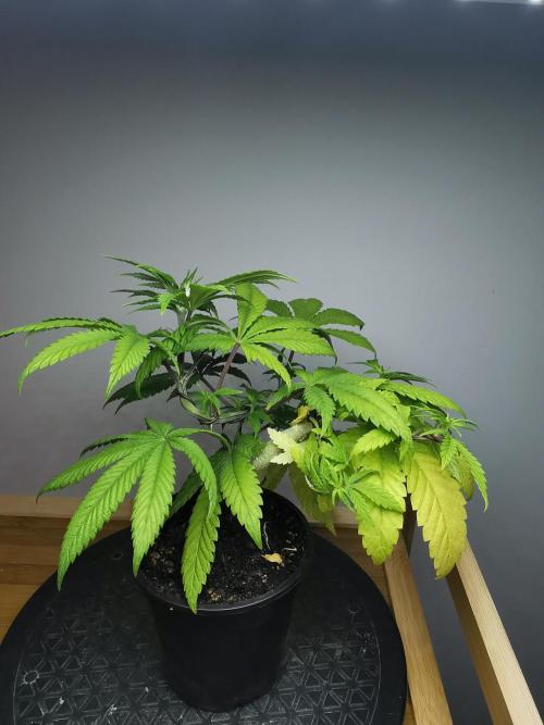 Frappe Late Z  4 / FC-E4800 / 90x60x140. Week 6