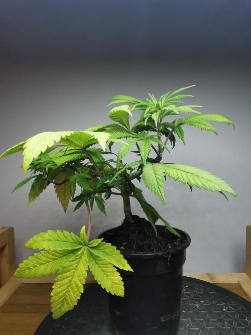 Frappe Late Z  4 / FC-E4800 / 90x60x140. Week 6