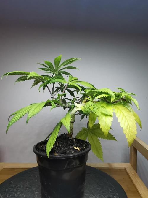 Frappe Late Z  4 / FC-E4800 / 90x60x140. Week 6