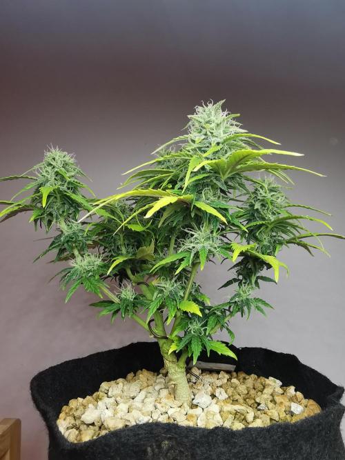 Apple Betty auto / FC-E4800 / 90x60x140. Week 9