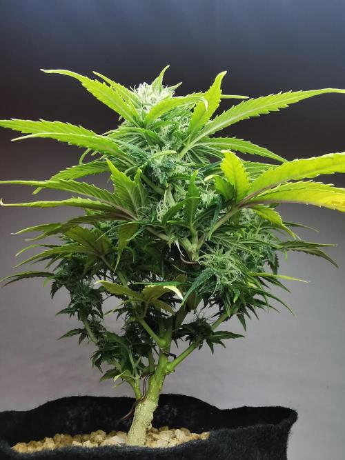 Apple Betty auto / FC-E4800 / 90x60x140. Week 9