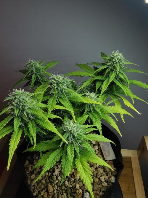 Apple Betty auto / FC-E4800 / 90x60x140. Week 9