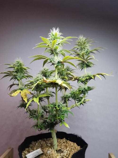 Big Demon auto / FC-E4800 / 90x60x140. Week 9