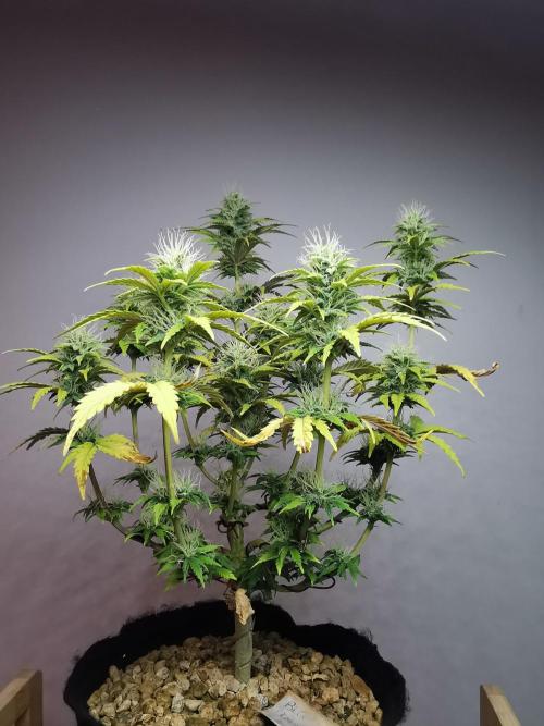 Big Demon auto / FC-E4800 / 90x60x140. Week 9