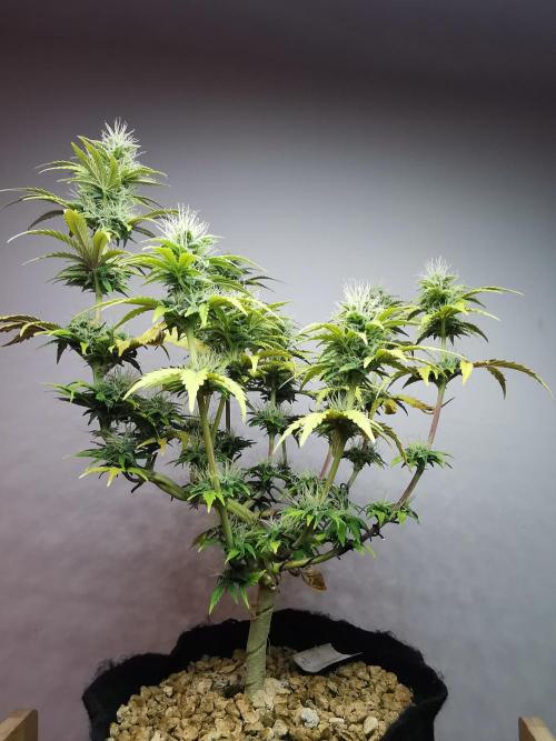 Big Demon auto / FC-E4800 / 90x60x140. Week 9