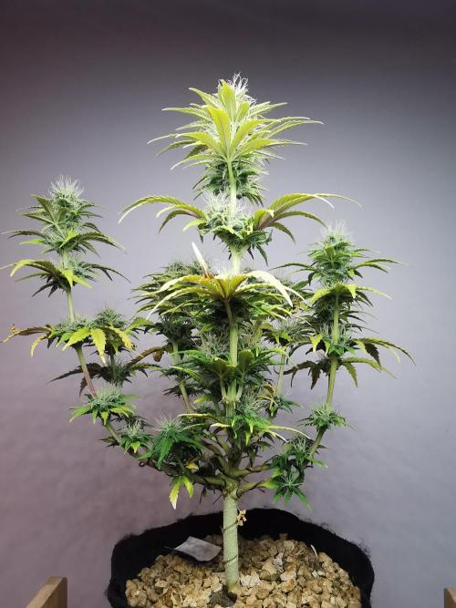 Big Demon auto / FC-E4800 / 90x60x140. Week 9