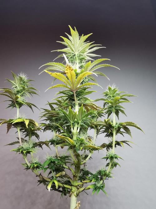Big Demon auto / FC-E4800 / 90x60x140. Week 9