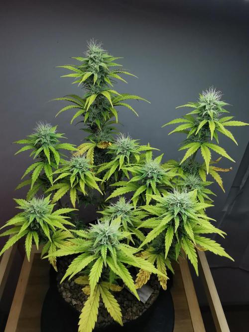 Big Demon auto / FC-E4800 / 90x60x140. Week 9