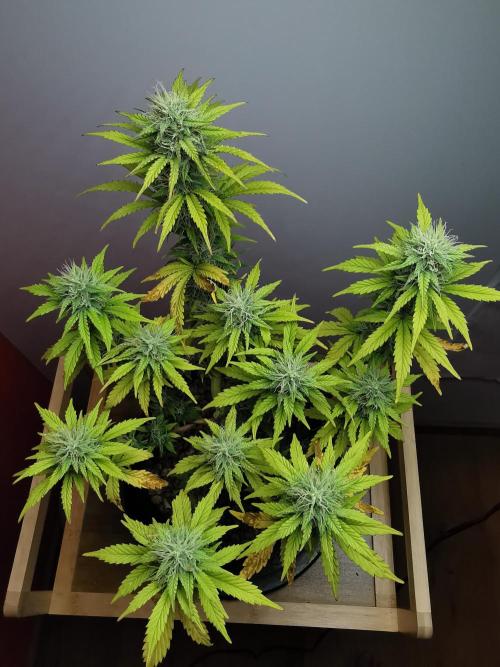 Big Demon auto / FC-E4800 / 90x60x140. Week 9
