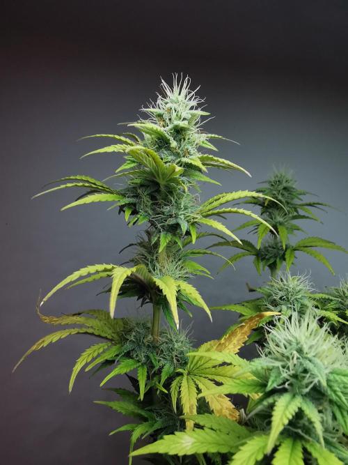 Big Demon auto / FC-E4800 / 90x60x140. Week 9