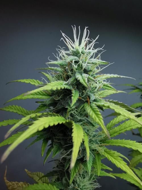 Big Demon auto / FC-E4800 / 90x60x140. Week 9