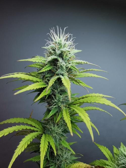 Big Demon auto / FC-E4800 / 90x60x140. Week 9