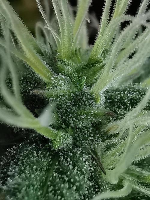 Big Demon auto / FC-E4800 / 90x60x140. Week 9