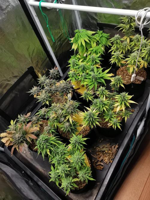 Big Demon auto / FC-E4800 / 90x60x140. Week 9