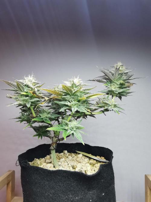 Pablo Escobar auto / FC-E4800 /90x60x140. Week 9