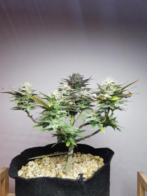 Pablo Escobar auto / FC-E4800 /90x60x140. Week 9