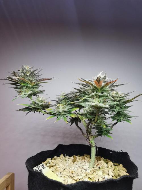 Pablo Escobar auto / FC-E4800 /90x60x140. Week 9