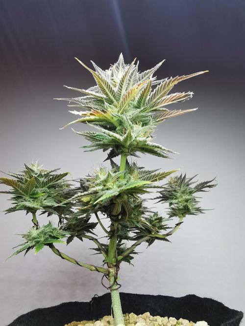 Pablo Escobar auto / FC-E4800 /90x60x140. Week 9
