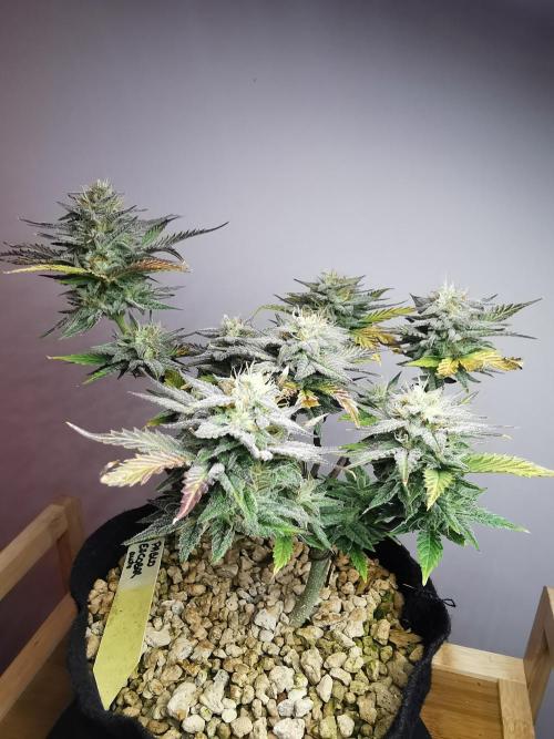 Pablo Escobar auto / FC-E4800 /90x60x140. Week 9