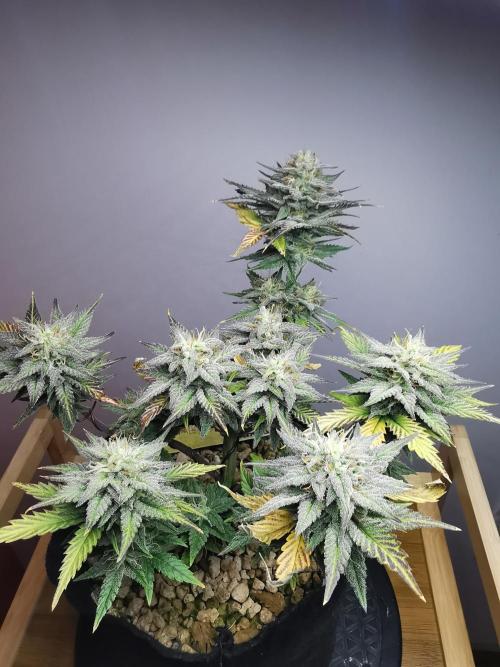 Pablo Escobar auto / FC-E4800 /90x60x140. Week 9
