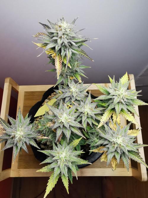 Pablo Escobar auto / FC-E4800 /90x60x140. Week 9