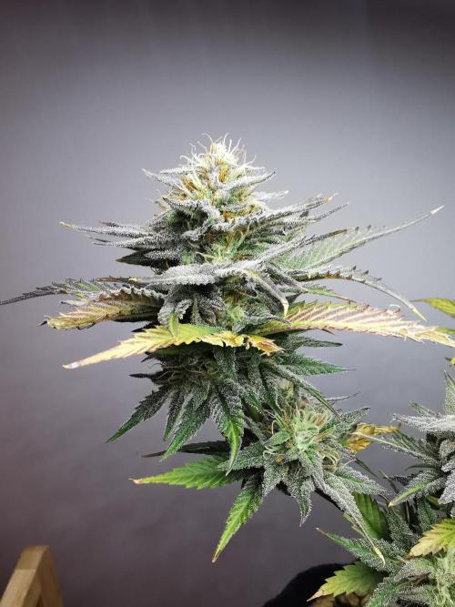 Pablo Escobar auto / FC-E4800 /90x60x140. Week 9